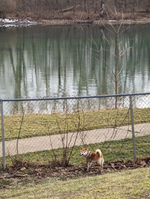 Fort Harrison State Park Dog Park
